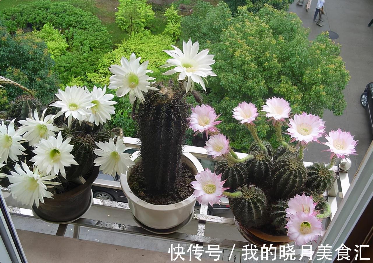 天冷后,需要“穷养”的六种花,水多易烂根,多晒爱生长