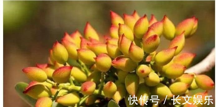 活性|患了癌症不用慌, 常吃这些小食材, 癌细胞或许会和你说拜拜