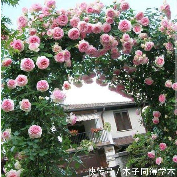 喜欢赏花,试试此几款小花,全年开花不断,美观又大气