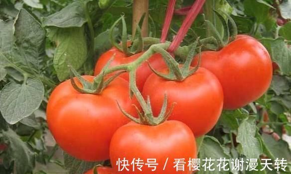 食物|吃西紅柿以后，切忌別碰此類食物，不然對身體不利，為健康忌口