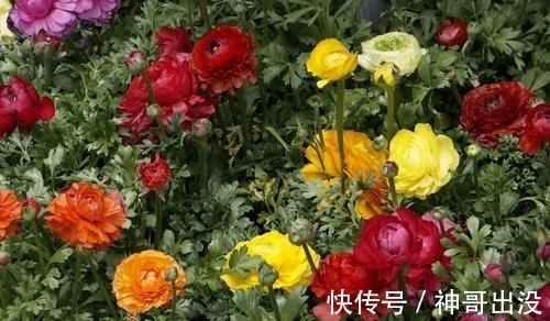 公认难养的花，改变养护方法，一样长新芽，开出层叠群花