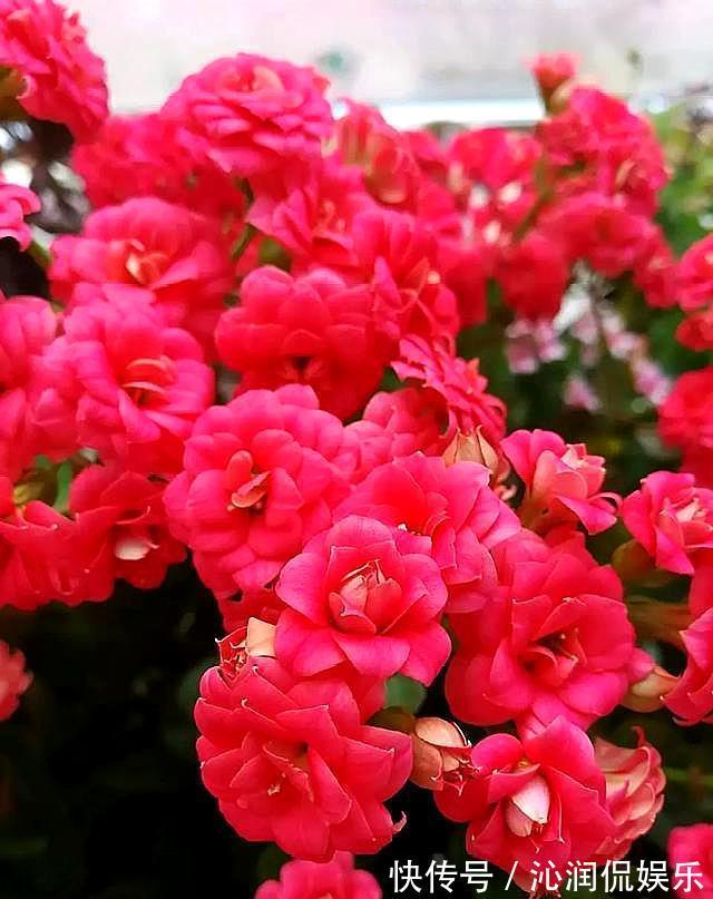 肥料|三盆长寿花同样浇水，同样施肥和光照，两盆开花一盆不开为什么