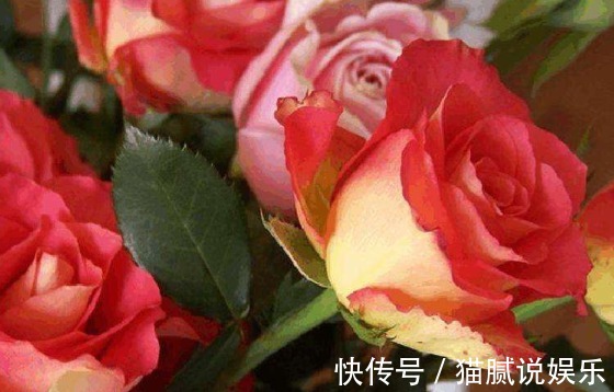 新手养花就养盆“彩纸口红”，花开似唇彩，娇艳欲滴，适合盆栽养