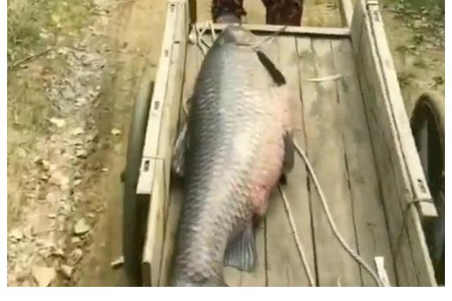 板车拖，锄头刮鱼鳞，男子钓起青鱼够全村吃！青鱼最大能长多大？