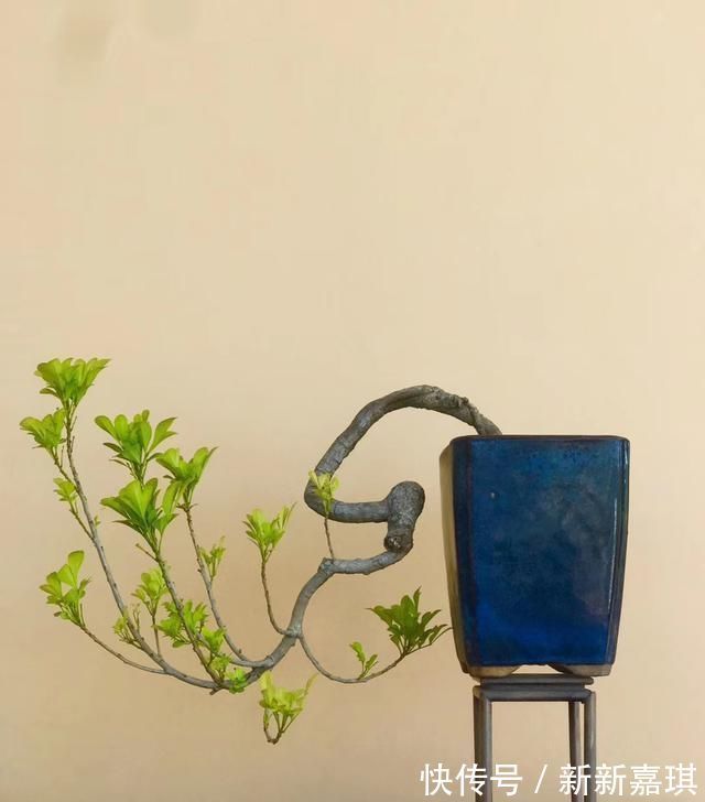 盆景|“盆景”如何修剪不同树种,不同时期我们都要做什么