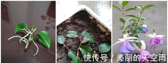 花型|别养绿萝吊兰了，室内绿植选这款，花型漂亮，四季开花，更值得养