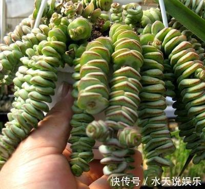 7种多肉，一养就爆盆，长长垂下来，变成“肉瀑布”，美煞人