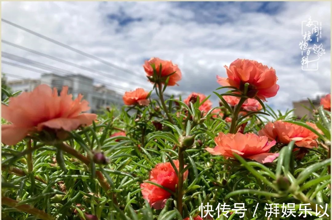 多肉|遇见即美，花事未荼蘼！种一桌子多肉，看花开花落！