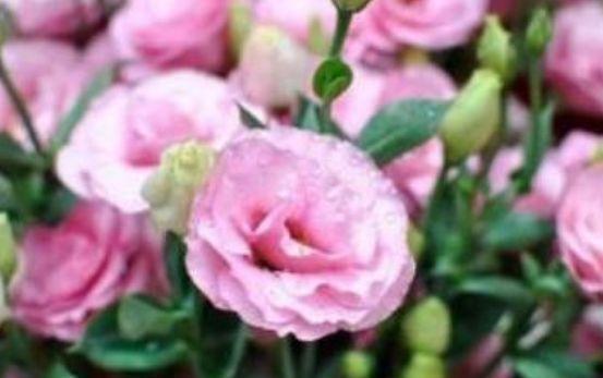 高贵优雅的4种花卉,比牡丹美,比绿萝好养,看了就让人沉醉