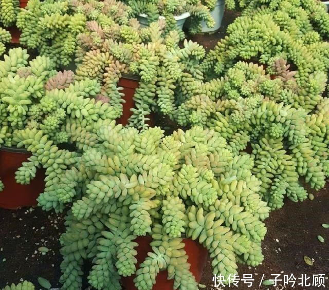 张大妈家的“多肉”又爆盆了，把我给看得“眼红”了！