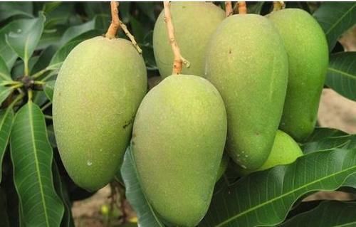 芒果|会吃的人最健康,三种食物离不开,排毒养颜,增强体质!