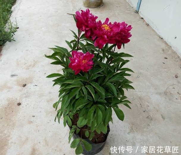 牡丹花|芍药不是牡丹,却能和牡丹相媲美开出漂亮的花,养上一盆棒极了