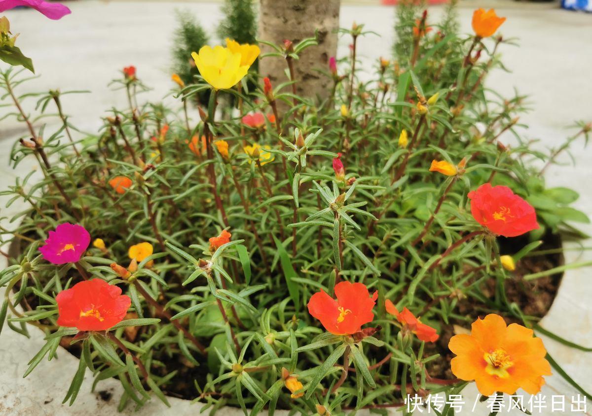 新手|“急性子”的4种花,买回家很快开花,适合新手养