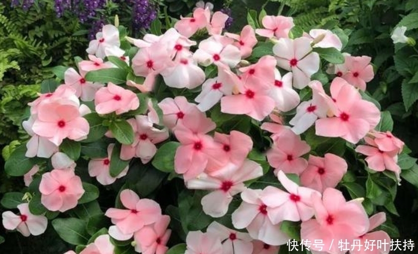 家有院子,一定要养“3种花”,开花硕大香味浓!