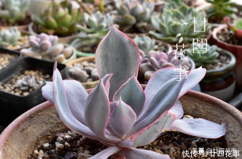 多肉植物|大神用水缸养多肉，两年养出“巨无霸”晚霞，肉友：比人脸还大