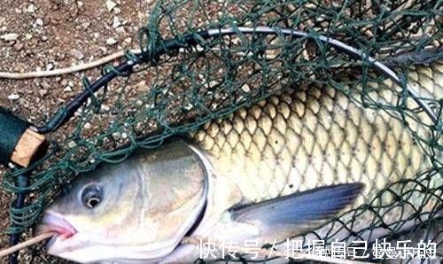 老渔夫|经验丰富的老渔夫,大多用这种方式钓草鱼