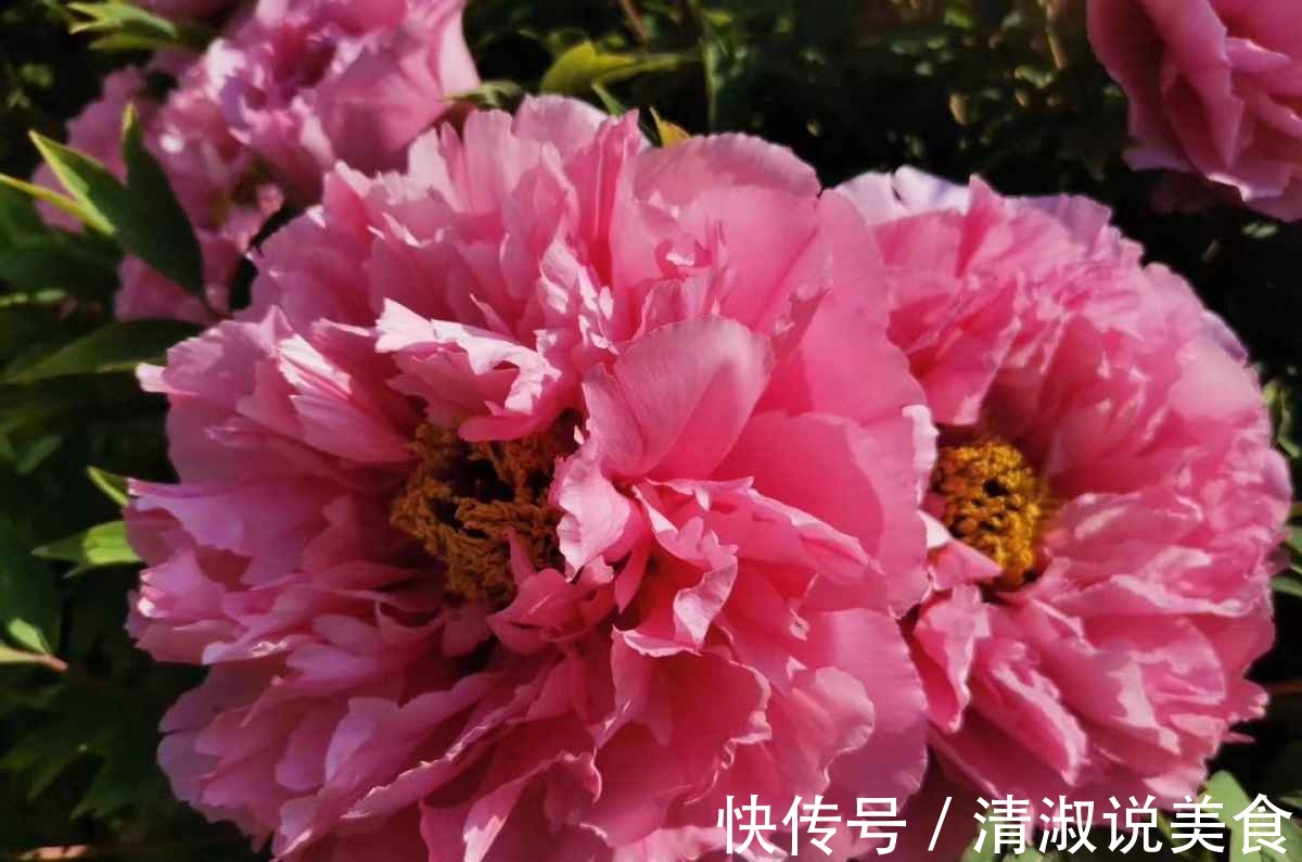 3款值得盆栽的“长期花”，年年开花200多天，花朵个大色泽艳丽