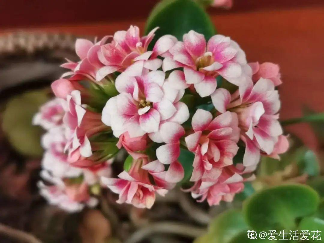 长寿花|1米8的长寿老桩,狠心砍光了,半月重新长一堆!