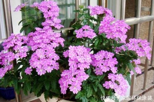 1米宽的防盗窗,养上3种花,姹紫嫣红,开成小花园