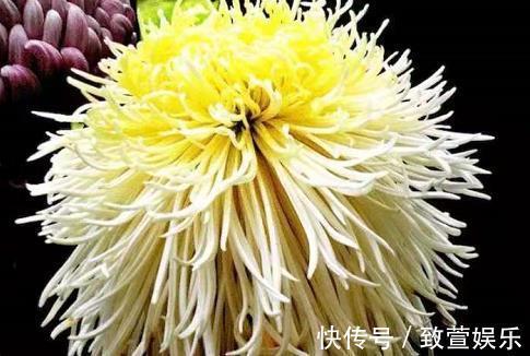 喜欢养菊，那就养盆“珍稀名菊”丝露花雨，似金凤起舞，光彩照人