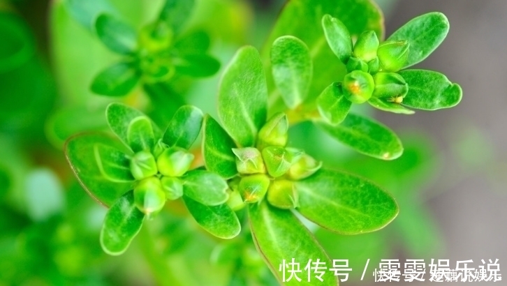 菠菜|孕妇怀孕期间,这些东西你可以千万不能吃,后果太严重了