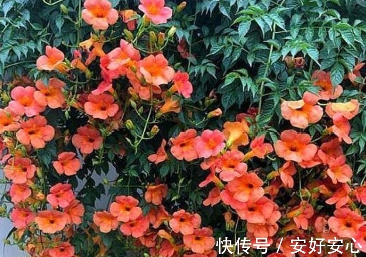 4种花养家里,人养花,花也养人,空气清香去异味,花开枝繁叶茂