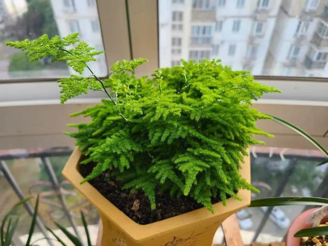 文竹有“三怕”，避开养，黄叶烂根很少见，蹭蹭往上长