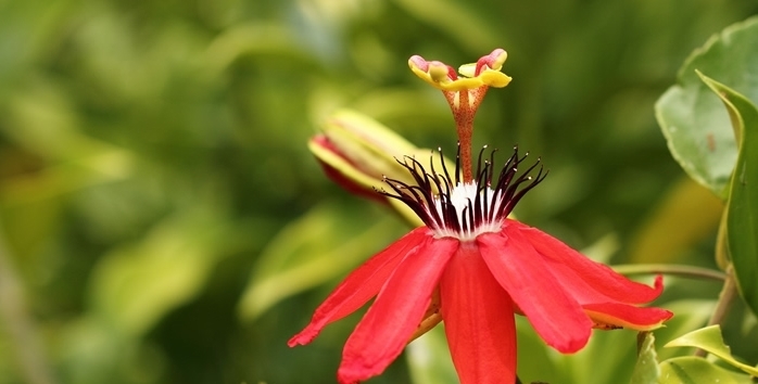 老公最爱的如意花,小年节气最适合,多养顺心又旺家,给家人加油