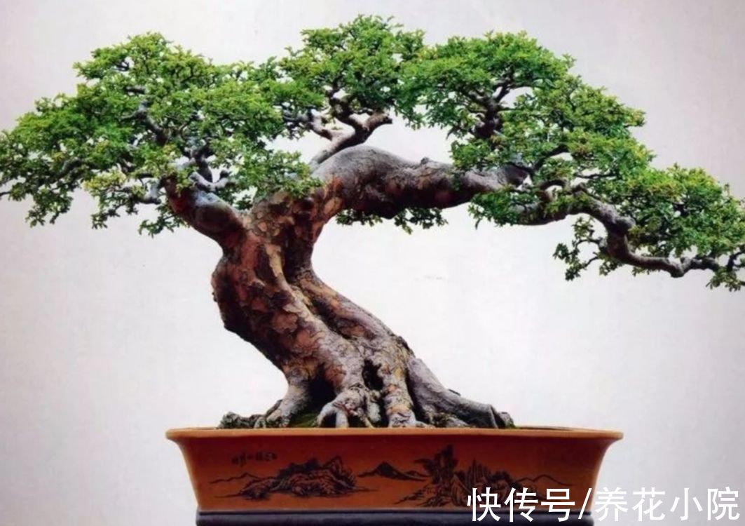 外面遇到3种树,适合做成盆景观,古朴苍劲观赏性强