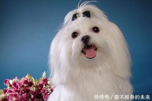 马尔济斯为什么没人养 马尔济斯为什么没人养