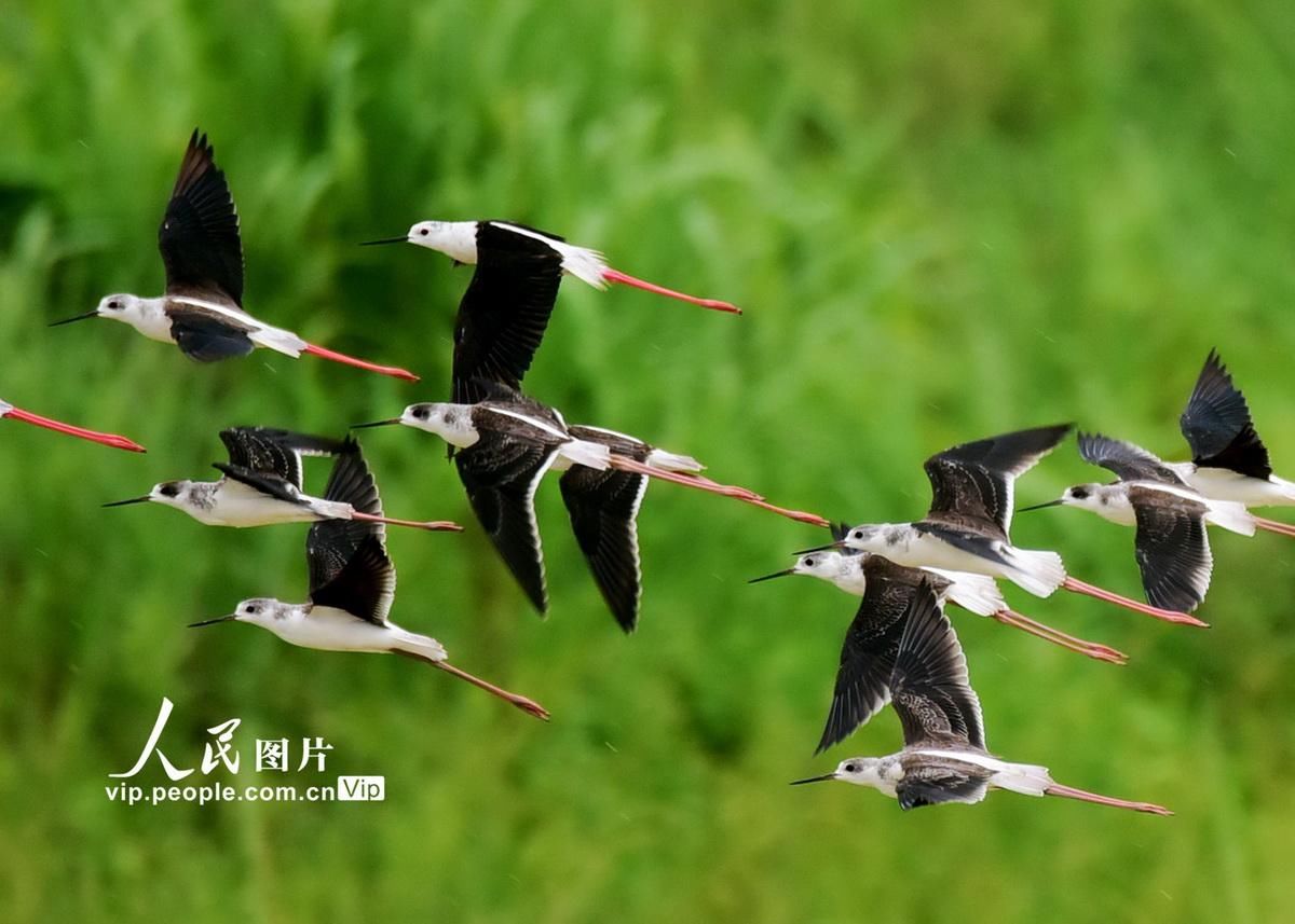 嘉禾县|湖南嘉禾：生态环境好 鸟儿翩翩飞