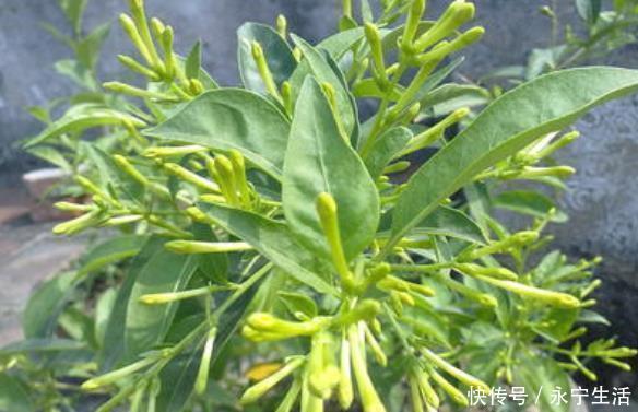 石蒜科|家里若有这些绿植,赶紧扔掉,外表虽好看,却对健康没好处