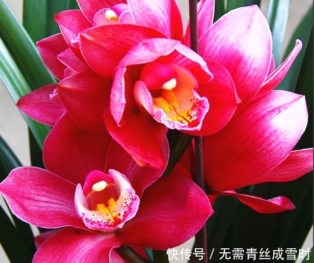 希望长期有花赏？试试这款兰花，花大色艳且香味浓，新手照样能养