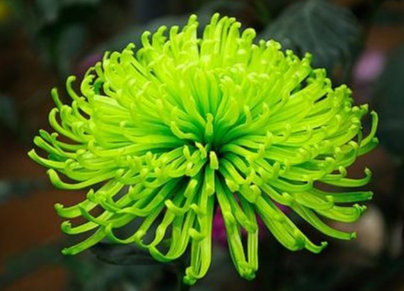 养菊花就养“它”,花大色艳,堪比牡丹,好养易活胜绿萝,值了