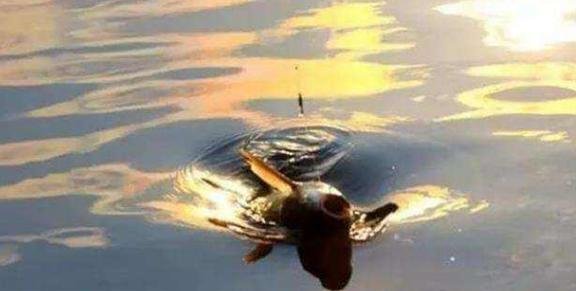 钓鱼|野钓饵料就用它,对大鲤鱼有致命诱惑,抛竿就黑漂上鱼!