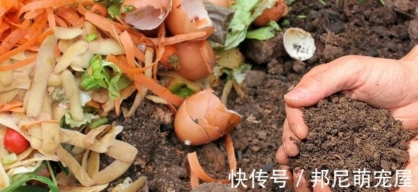 果皮堆肥养花,误入这4个坑,不仅无益反而有害