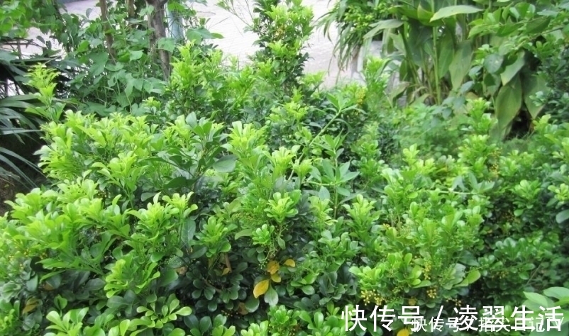 香水|此花被称为“香水机器”,花香浓郁能驱蚊,开花就是200天