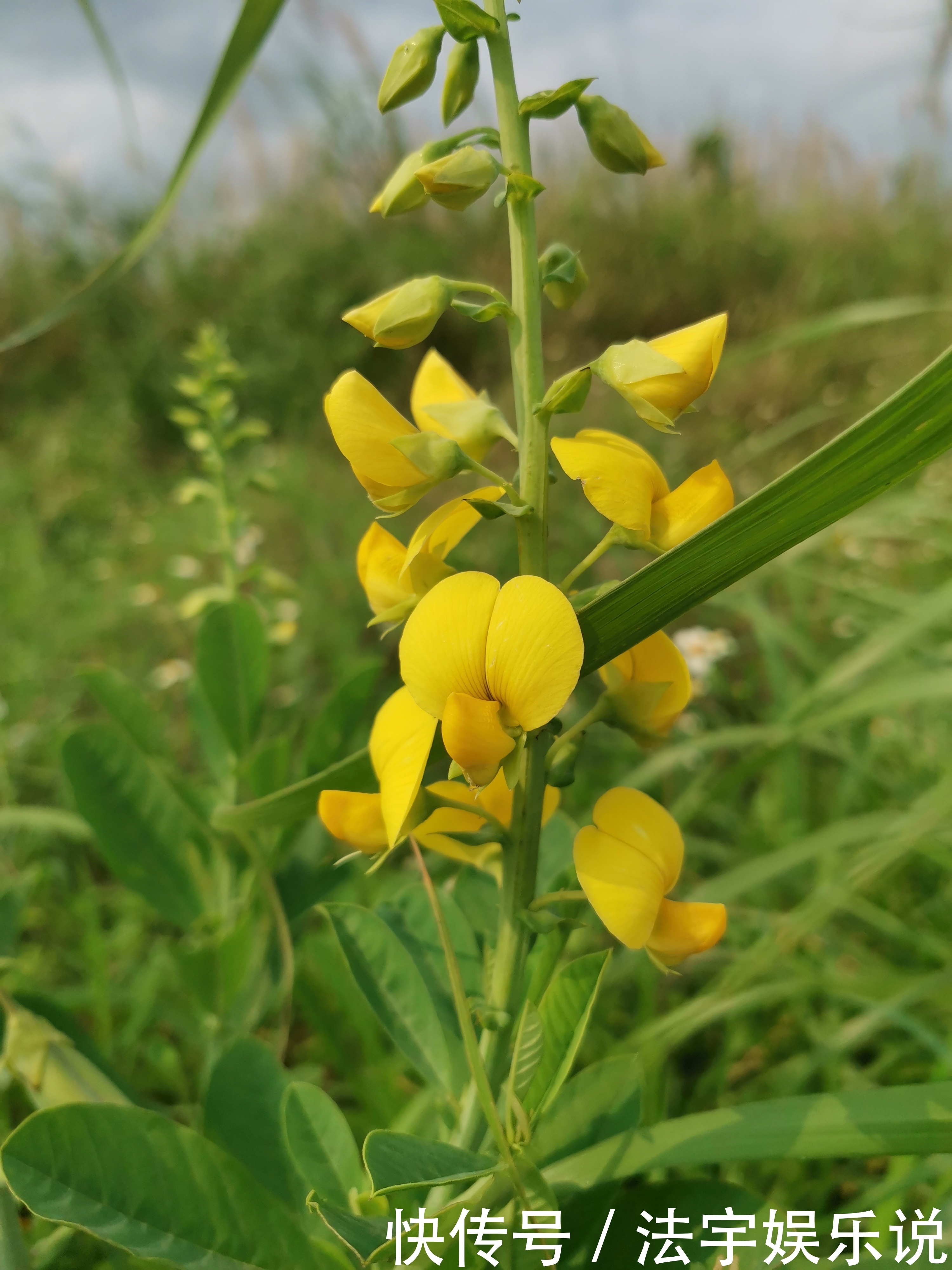 此花轻轻地抖动,显得很有灵气,代表着天性纯良,待人和蔼可亲