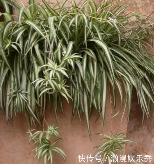 这3种吊兰千万别这么养，不然疯长爆芽，控制不住!