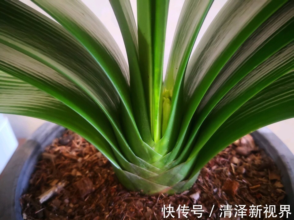 植株|养君子兰2年,不长新叶和新芽,学好5招,蹭蹭长爆盆,一学就会