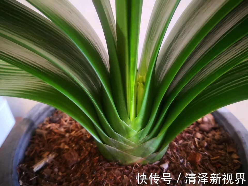 植株|养君子兰2年，不长新叶和新芽，学好5招，蹭蹭长爆盆，一学就会