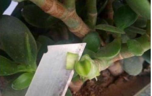 养马齿苋树|马齿苋树太廉价一根枝条,一碗汤,长成老桩,变“万元盆景”