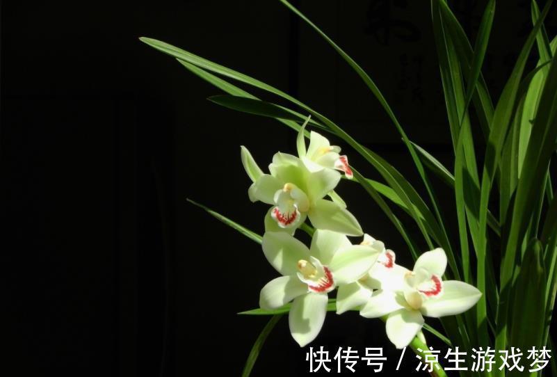 新手养兰花，了解掌握几个小细节，年年开花满盆，美极了