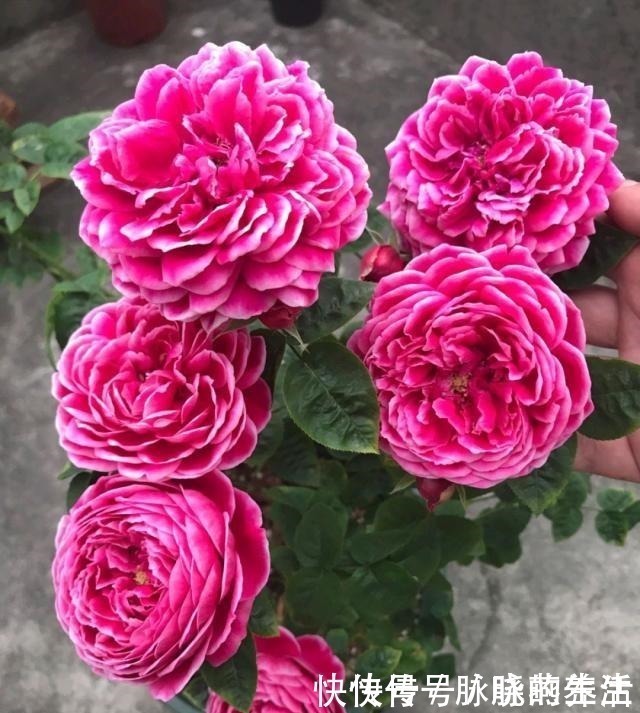 花瓣|这花开得太漂亮了,简直就是神仙颜值,难怪大家称它为“妖花”!