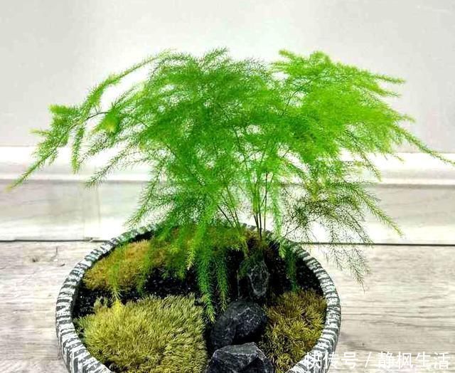 花根|给花喝点救命水,一夜冒芽绿油油,黄叶烂根全没了