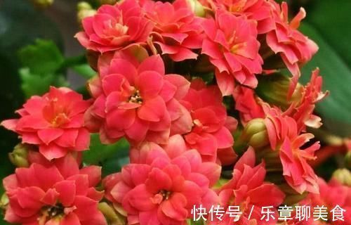 想要长寿|长寿花、蟹爪兰都喜欢的“神仙水”,一周喂一勺,花开满枝头!