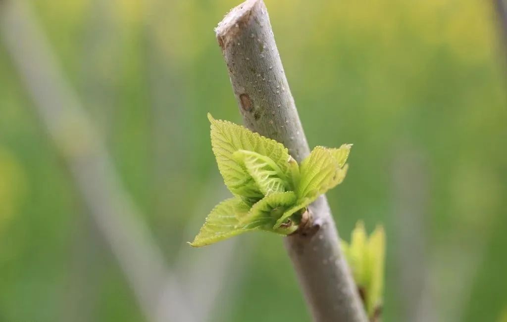 中药|阴虚内热、20年的夜汗,1个药方、1味中药,没想到效果出奇的好!