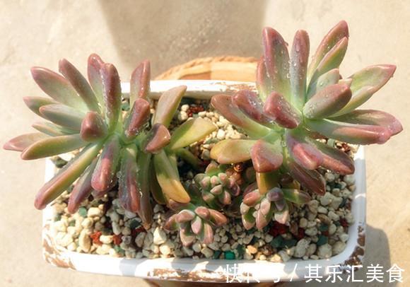 多肉植物秋丽总掉叶?没照顾好这3方面,难怪盆栽颜值不高