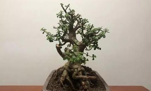 想将金枝玉叶养成身价高、颜值高盆景？3个技巧，凹出美丽造型