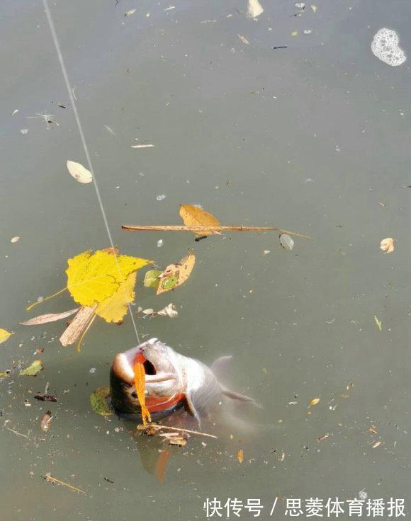 美国黑鲈入侵武汉东湖，原因竟是有人故意放生？钓鱼人：太多了